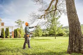 Reliable Trowbridge Park, MI Tree Removal Services Solutions