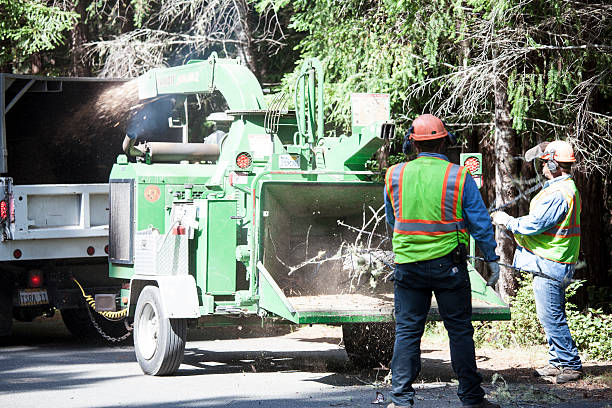 How Our Tree Care Process Works  in  Trowbridge Park, MI